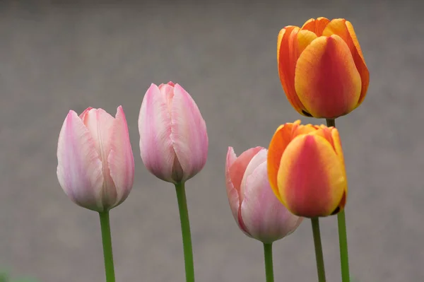 Leuchtend Rote Und Gelbe Farbe Land Darwin Tulpen Voller Blüte — Stockfoto