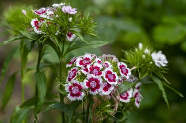 Dianthus Barbatus güzel süs bitkileri, parlak pembe beyaz çiçek grubu, yeşil yapraklar.