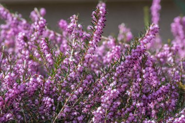 Erica Carnea Mor Menekşe Korumalı Korumalı Orman Çiçeği, Çiçek açan küçük çiçek, Yapraklar küçük çalılıklarda