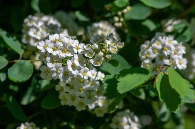Spiraea vanhouttei meadowsweet süs çalıları çiçek açmış, dallar üzerinde bir grup parlak beyaz çiçek.