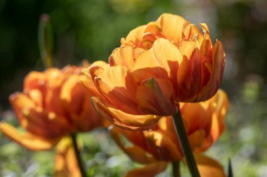 Parlak kırmızı renkli şakayık laleler Monte Orange, bahar zamanı çiçek açan taç yaprakları güneş ışığında süs bahçesinde güzel bitkiler, çift geç kalmış lale
