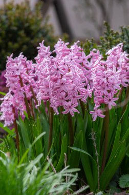 Hyacintus oryantalis erken bahar çiçekleri çiçek açmış, bir grup süslü çiçek ve bahçede yeşil yapraklar