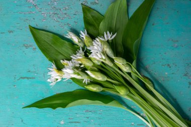 Allium ursinum yaban ayıları çiçek açmış sarımsak çiçekleri, beyaz Ramsonlar tomurcuklanan bitkiler ve kırsal antika masa üzerinde yenebilir yeşil yapraklar.