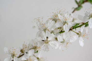 Prunus spinosa blackthorn çiçekleri çiçek açmış, küçük beyaz çiçekli yaban ağaç dalları, küçük yeşil yapraklar