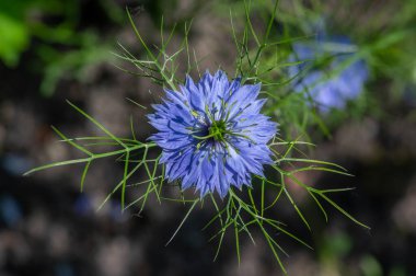 Nigella damascena early summer flowering plant with different shades of bright blue flowers on small green shrub, ornamental garden clipart