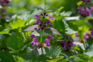 Lamium purpureum vahşi pembe çiçek açan mor ölü ısırgan otu çiçekleri, çiçek açan bitkiler, yeşil yapraklar