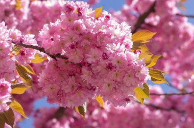 Prunus serrulata Japon kiraz ağacı çifte çiçek ekimi Sakura ya da taihaku çiçekli, çiçekli oryantal japan kirazı.