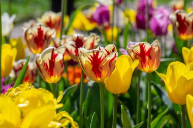 Çeşitli parlak gökkuşağı renklerinde laleler, güzel bir buket kırmızı ve beyaz bitkilerle dolu muhteşem bir bahçe.