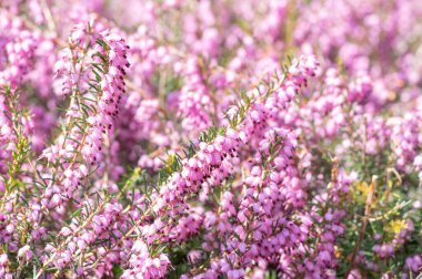 Erica Carnea Mor Menekşe Korumalı Korumalı Orman Çiçeği, Çiçek açan küçük çiçek, Yapraklar küçük çalılıklarda