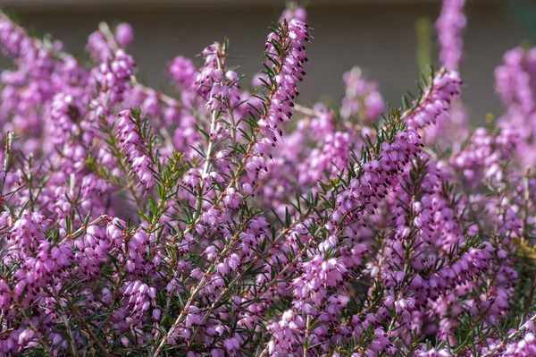 Erica carnea purple violet pink protected woodland flower in bloom, small flowering plant, leaves on little shrub