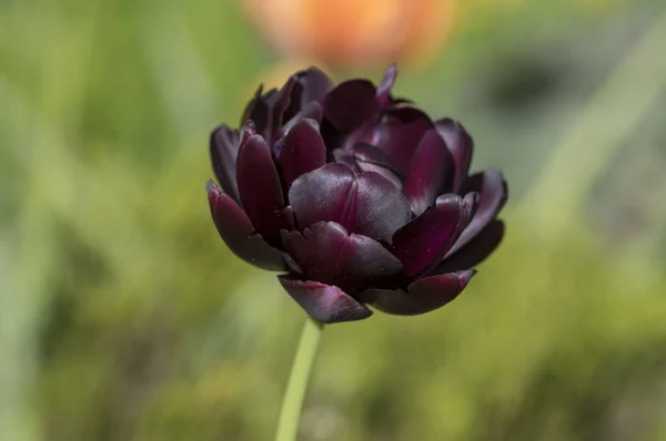 Tulipa Hybrida Diamante Preto Roxo Escuro Planta Floração Violeta Flores — Fotografia de Stock