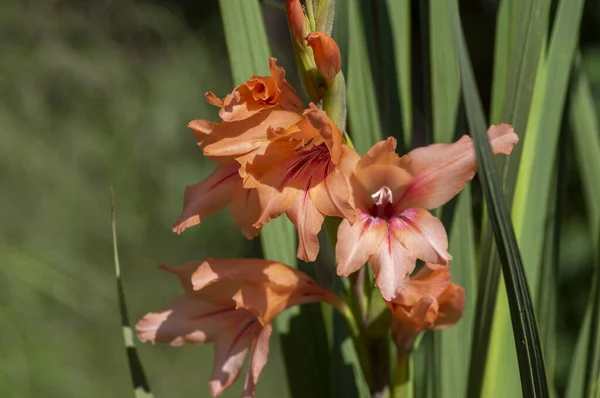 Gladiolus Oppositifolius Salmoneus Planta Con Flores Grupo Flores Ornamentales Hermosas — Foto de Stock
