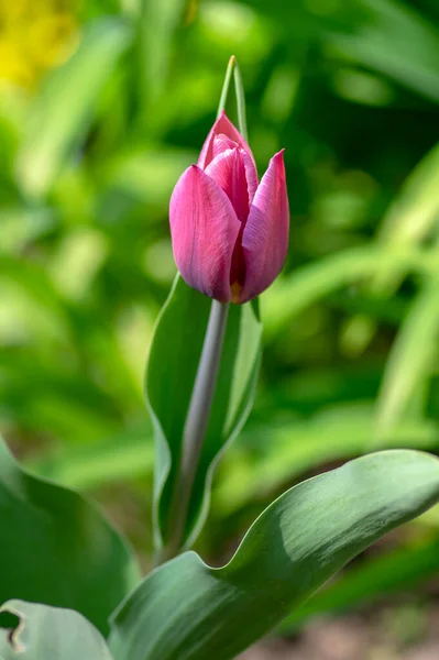 분홍빛을 장식용 정원에 꽃피는 봄철의 꽃다발 — 스톡 사진
