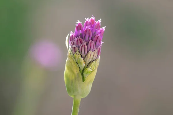 Allium Hollandicum Persian Onion Dutch Garlic Purple Flowering Plant Ornamental — Stock Photo, Image