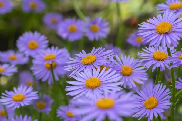 Aster Tongolensis Gyönyörű Alapozó Virágok Ibolya Lila Szirmok Narancssárga Központ — Stock Fotó