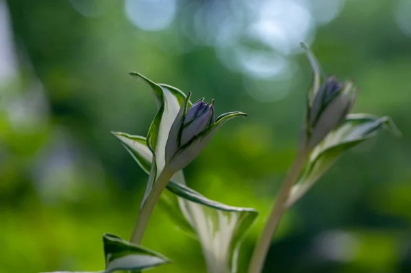 Hosta Tardiva Καλλιεργούνται Διακοσμητικά Λουλούδια Αρχίζουν Ανθίζουν Όμορφα Ανθοφόρα Φυτά — Φωτογραφία Αρχείου