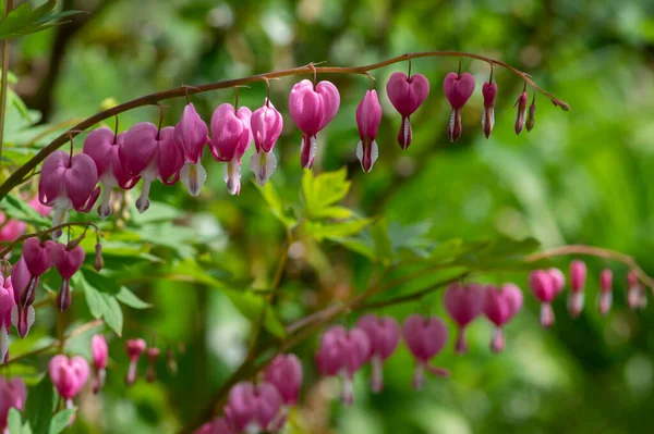 Dicentra spectabilis bleeding heart flowers in hearts shapes in bloom, beautiful Lamprocapnos pink white flowering plant in the garden