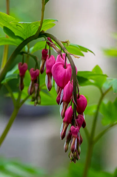 Dicentra Spectabilis Bleeding Heart Flowers Hearts Shapes Bloom Beautiful Lamprocapnos — Stock Photo, Image