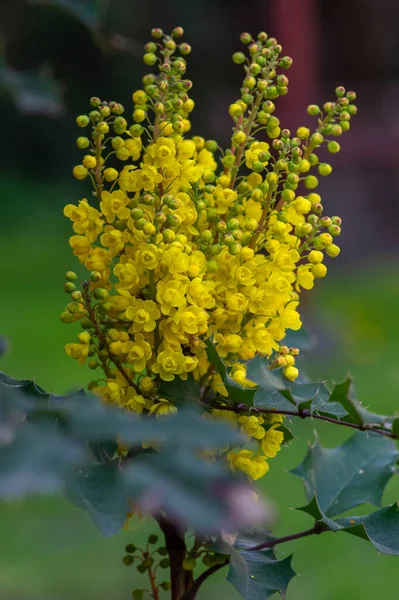 Mahonia Aquifolium Цветении Желтое Цветоносное Растение Названием Oregon Виноград Ppate — стоковое фото