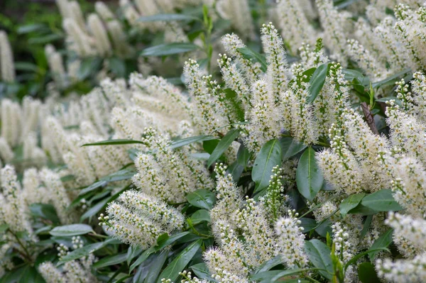 Prunus Laurocerasus Cseresznyevirágzó Növények Fehér Virágok Csoportja Bokrok Ágain Virágzó — Stock Fotó