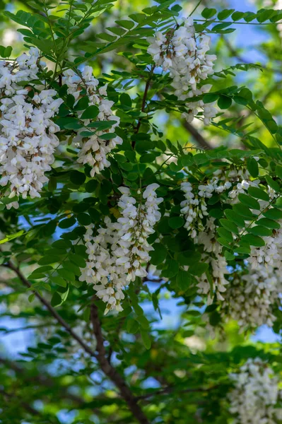 Robinia Pseudoacacia Sierboom Bloei Helder Wit Bloeiende Bos Bloemen Groene — Stockfoto