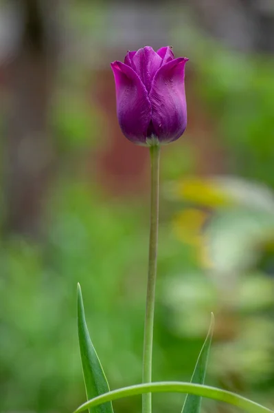 紫色の国開花中のダーウィンチューリップ 春の花束観賞用の庭で美しい植物 — ストック写真