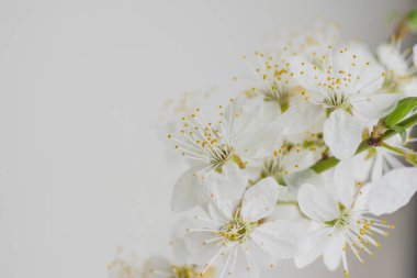 Prunus spinosa blackthorn çiçekleri çiçek açmış, küçük beyaz çiçekli yaban ağaç dalları, küçük yeşil yapraklar