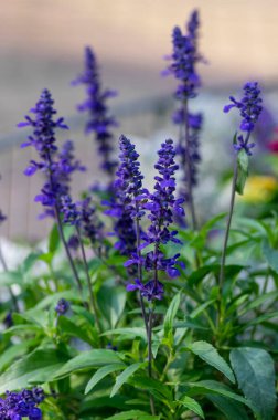 Salvia farinacea mealycup adaçayı. Çiçekli güzel mor mavi çiçekler, bahçedeki çiçekli bilgeler, yeşil yapraklar.