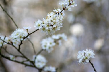Prunus spinosa blackthorn çiçekleri çiçek açmış, küçük beyaz çiçekli yaban ağaç dalları, küçük yeşil yapraklar