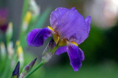 Çiçeklerle süslenmiş Iris Germanica çiçekleri, bahçede çiçek açan güzel uzun Sibirya bayrakları.
