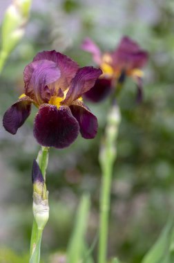 Çiçeklerle süslenmiş Iris Germanica çiçekleri, bahçede çiçek açan güzel uzun Sibirya bayrakları.