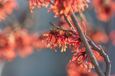 Hamamelis intermedya portakal portakalı, bahar çiçekleri, büyüleyici cadı fındığı, turuncu çiçek grubu, şubat bahçesinde çiçek açıyor.