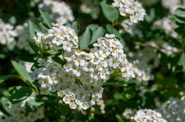 Spiraea vanhouttei meadowsweet süs çalıları çiçek açmış, dallar üzerinde bir grup parlak beyaz çiçek.