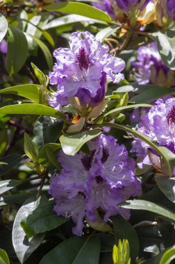 Rododendron ponticum Mavi Peter güzel çiçek açan bitki çalısı, lacivert lacivert dallarda açan çiçek.