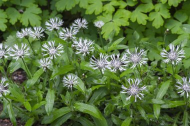 Centaurea montana dağa çok yıllık çiçek açmış, ekilmiş kar beyazı knapweed bluet alba çiçekli yeşil yapraklı bitki