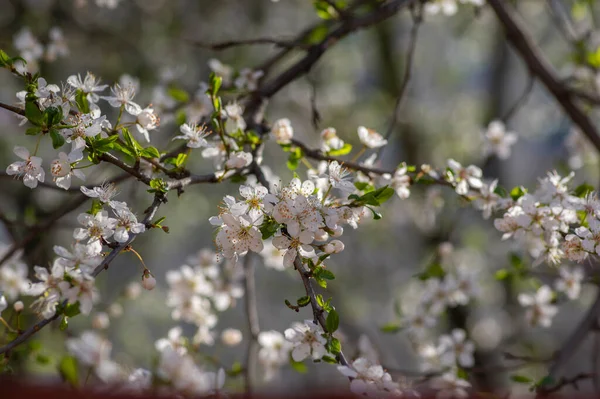 Prunus Spinosa Svarthorn Blommor Blom Små Vita Blommande Slånträd Grenar — Stockfoto