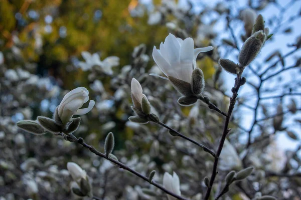 Star Magnolia Stellata Frühlingshaft Blühender Strauch Blüten Mit Leuchtend Weißen — Stockfoto