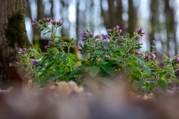 Pulmonaria Officinalis Wild Flowering Woodland Plant Group Blue Violet Purple — Stock Photo, Image