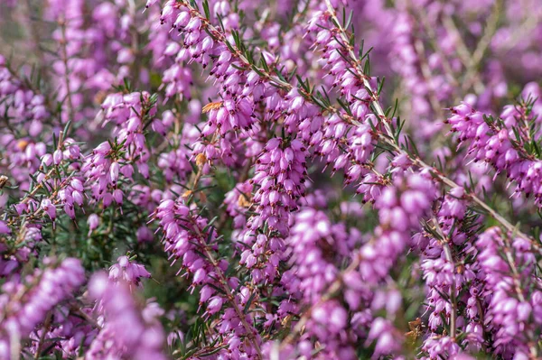 Erica Carnea Fialová Fialová Růžová Chráněná Lesní Květina Květu Malá — Stock fotografie