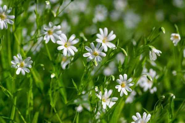 Stellaria Holostea Bright White Wild Flowering Forest Plants Rabelera Greater — Stock Photo, Image