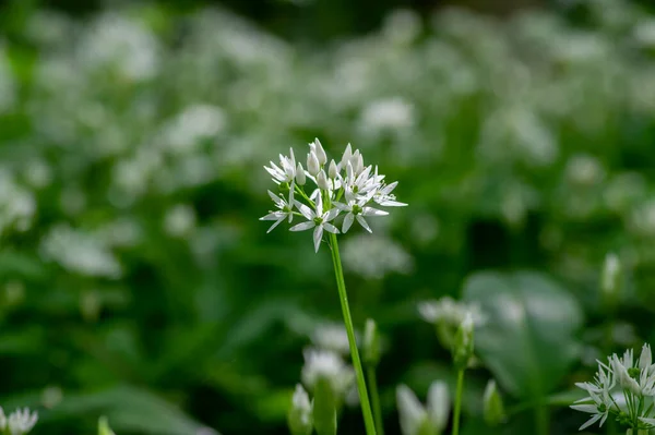 Allium Ursinum ดอกไม กระเท ยมในดอกไม ขาว Rmasons Buckrams ดอกไม ชอาหารส — ภาพถ่ายสต็อก
