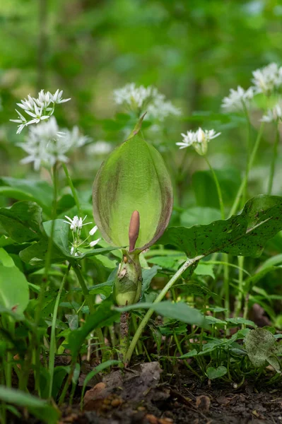 Arum Maculatum Zelené Lilie Květiny Květu Lese Hadí Hlavy Kvetoucí — Stock fotografie