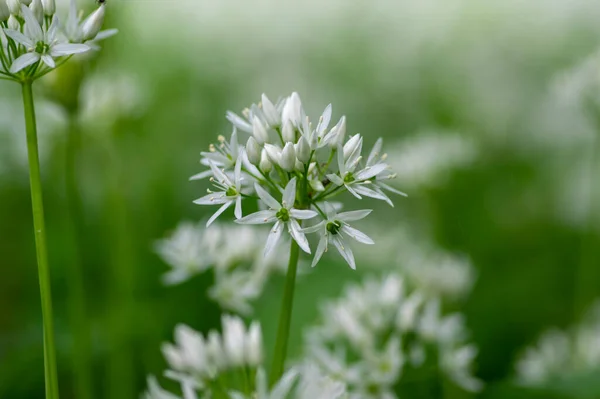Allium Ursinum Vilda Björnar Vitlök Blommor Blom Vita Rmasons Buckrams — Stockfoto