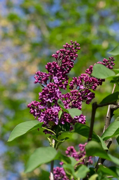 Strzykawka Vulgaris Fioletowy Purpurowy Kwiat Krzew Grupy Pachnących Kwiatów Gałęziach — Zdjęcie stockowe