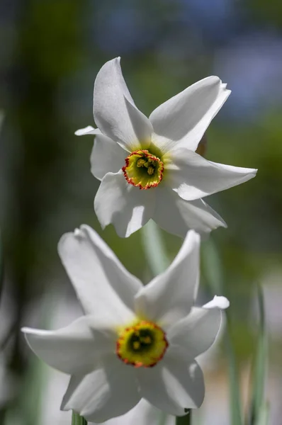 Narcissus Poeticus Leuchtend Weiße Zierpflanze Gruppe Schöner Frühlingsblumen Garten Hoher — Stockfoto