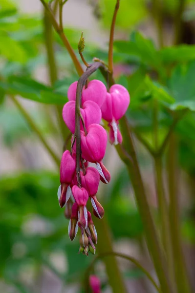 Dicentra spectabilis bleeding heart flowers in hearts shapes in bloom, beautiful Lamprocapnos pink white flowering plant in the garden