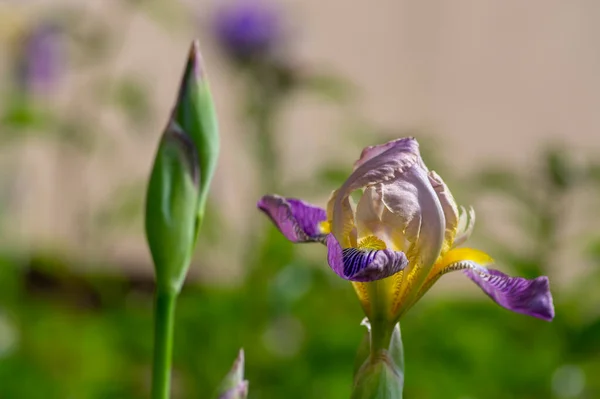 Iris Sambucina Haute Plante Printanière Fleurs Colorées Sureau Parfumé Iris — Photo