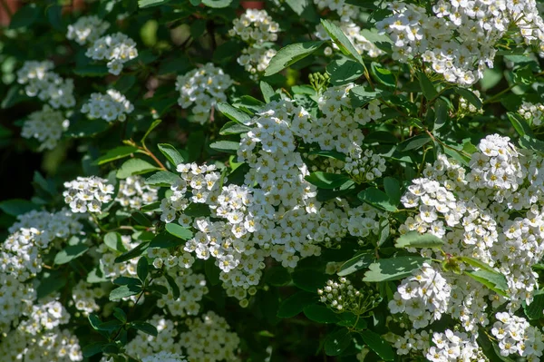 长春藤草甸 开着甜的观赏植物灌木 枝条上开着一束鲜艳的白花 — 图库照片