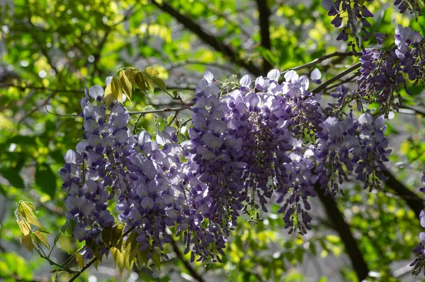 Detalj Wisteria Floribunda Blommor Druvor Blom Tidig Sommar Violett Lila — Stockfoto