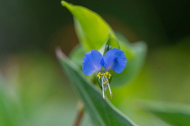 Commelina komünü Asya 'da gün çiçeği mavi çiçekli, yeşil yapraklı küçük yazhico çiçekleri